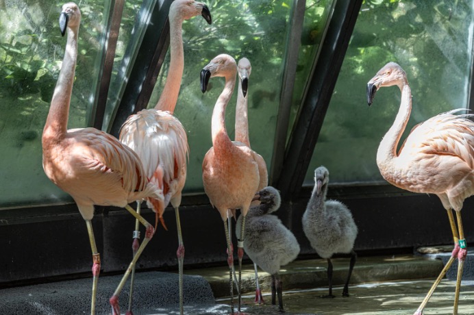 flamingo flock with chicks